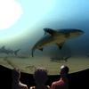 Image 1: Experience Ocean Wonders in 360° Movie with Up To Eight Tickets