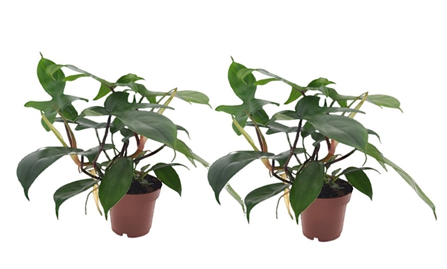 Image 7: Kamerplant 'Philodendron Florida'