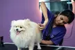 Pamper Your Pet Basic or Full Grooming for Small to XL Dogs/Cats - Nail Clipping, Haircut & More (Up To 63% Off) - Image 4