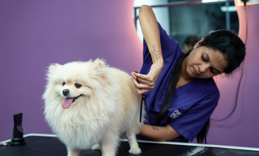 Image 4: Pamper Your Pet Basic or Full Grooming for Small to XL Dogs or Cats