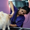 Image 4: Pamper Your Pet Basic or Full Grooming for Small to XL Dogs or Cats