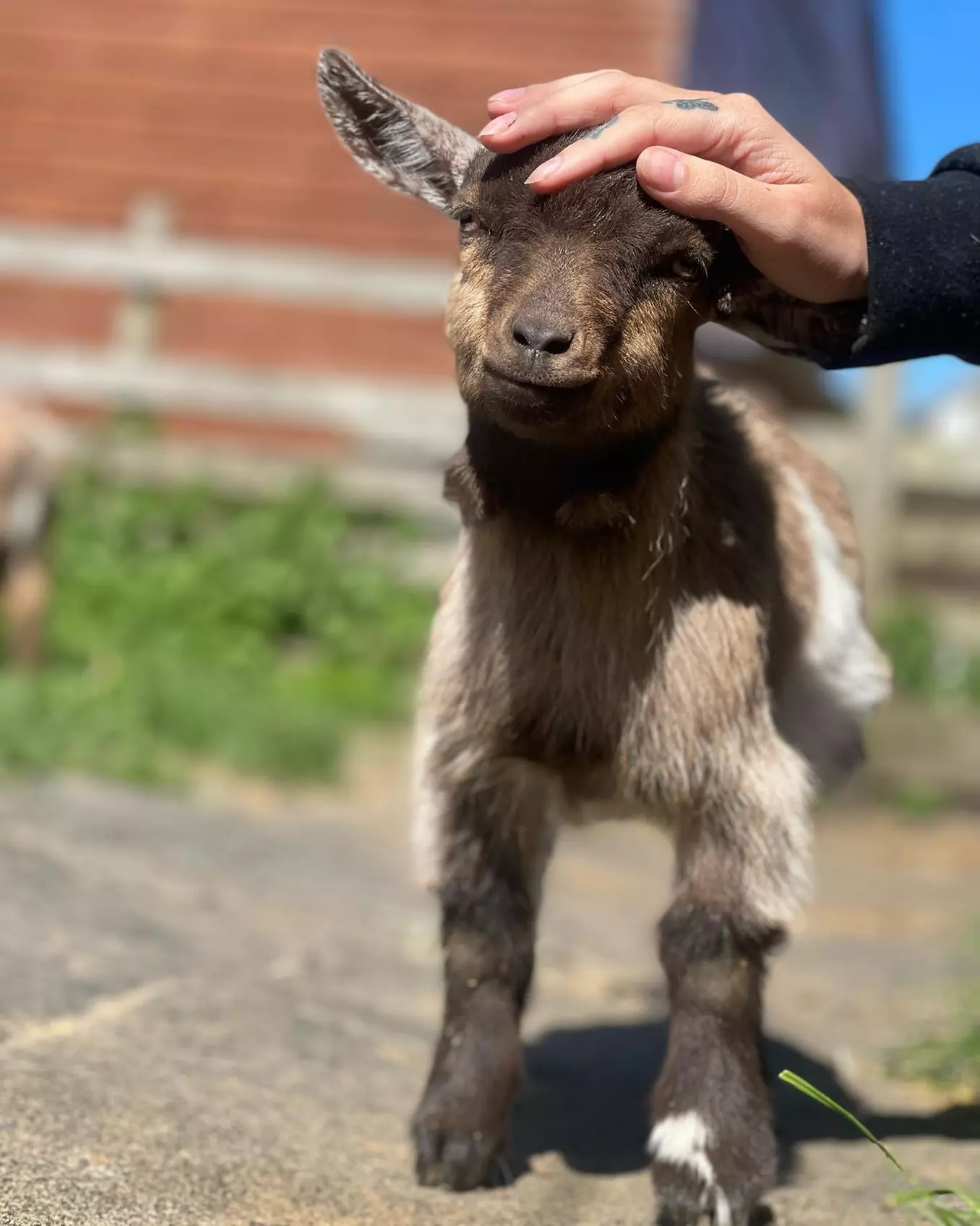 Afternoon Tea for Two