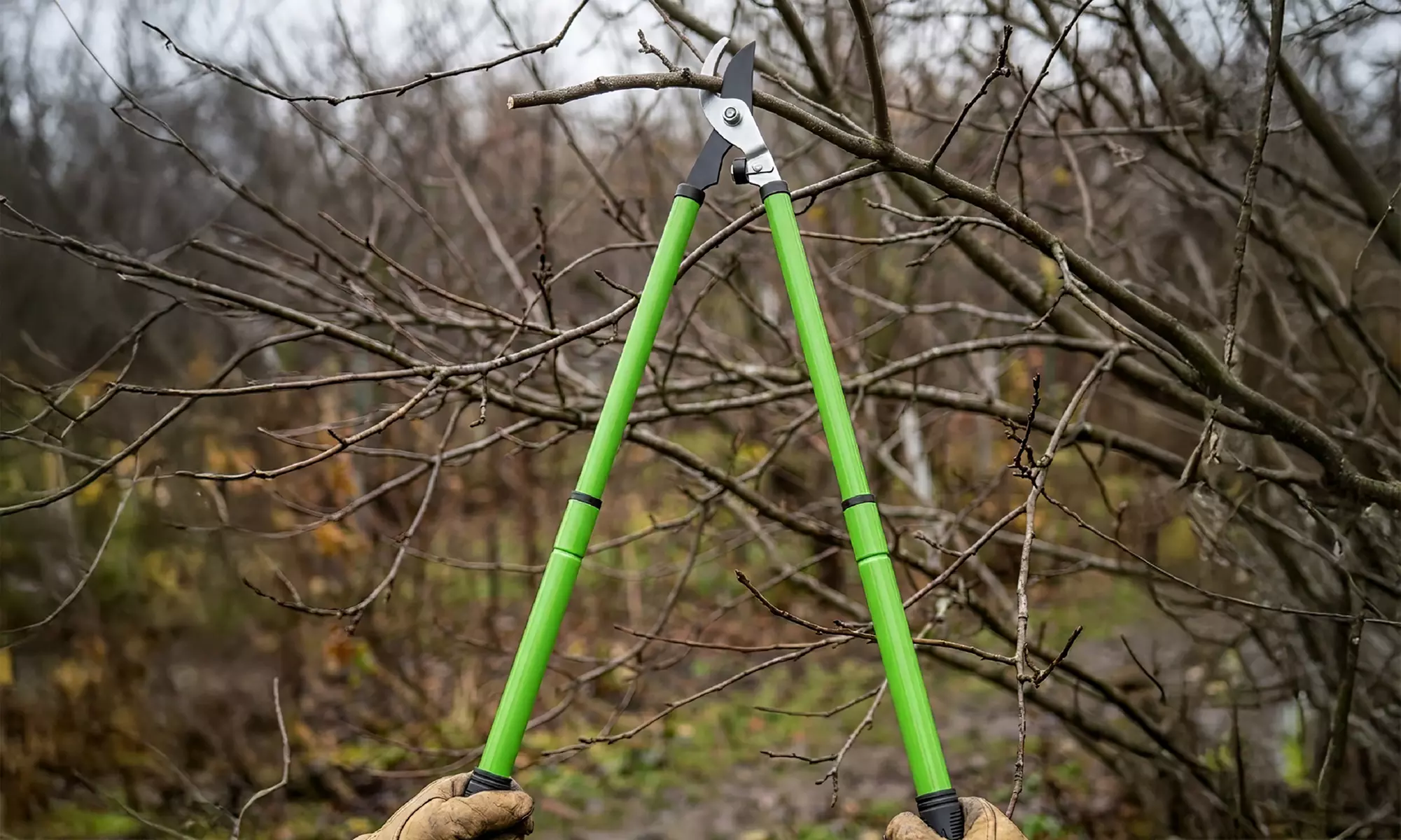 Utensili per potatura