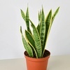 Image 10: Snake Plant 'Laurentii' in 3", 4", and 6" Sizes with Free Shipping (Up to 15% Off)