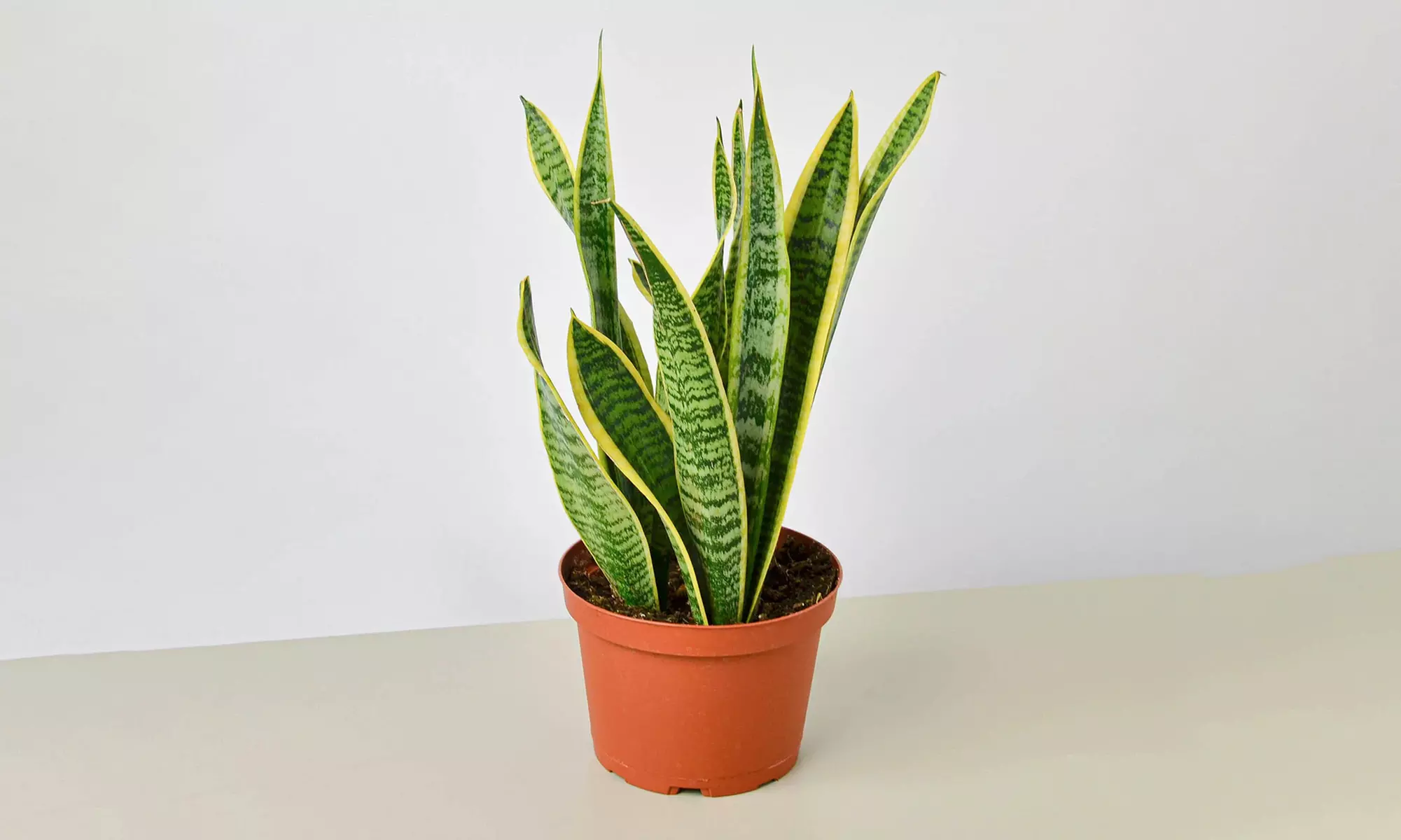 Air Purifying Snake Plant 'Laurentii' from House Plant Shop with Free Shipping (Up to 15% Off)