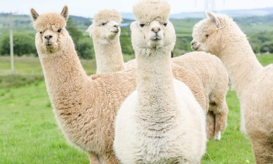Image 2: Discover a Private Alpaca Farm Experience for a Family of 4, 5, or 6