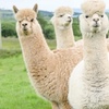 Image 2: Discover a Private Alpaca Farm Experience for a Family of 4, 5, or 6