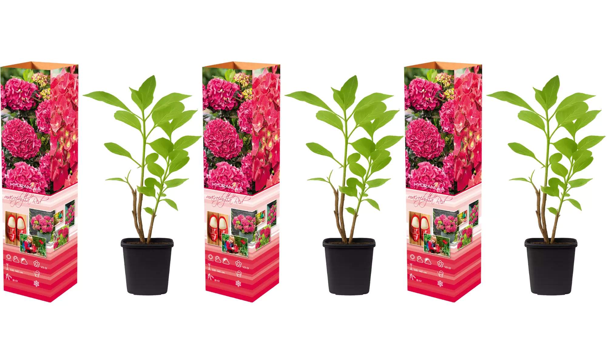 3er- oder 6er-Set Hortensien