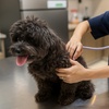 Image 1: Consultation & Deworming w/ or w/o Annual Vaccination for Cats & Dogs