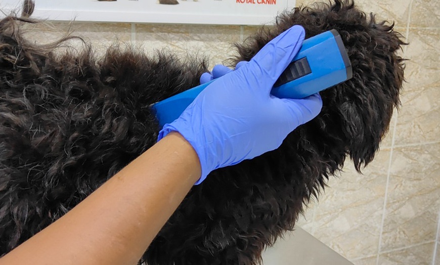 Image 9: Dental Care for Cats or Dogs