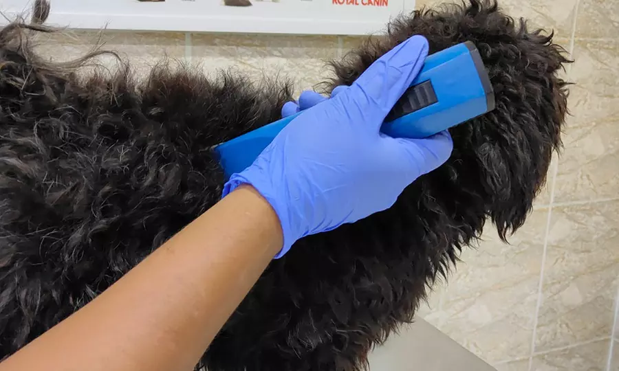 Dental Care for Cats or Dogs