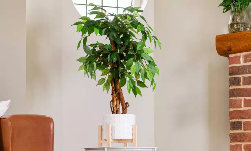 Image 1: Artificial Plants and Trees - Bamboo, Ficus, Olive and Palm
