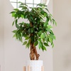 Image 1: Artificial Plants and Trees - Bamboo, Ficus, Olive and Palm