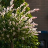 Image 2: Saule ornemental "Salix Integra Flamingo"
