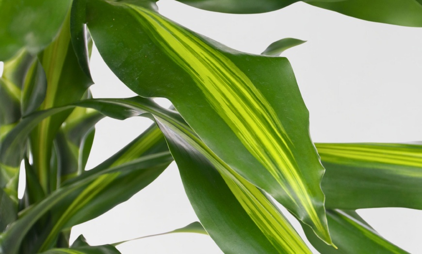 Image 2: Dracaena Cintho plant