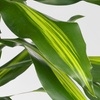 Image 2: Dracaena Cintho plant
