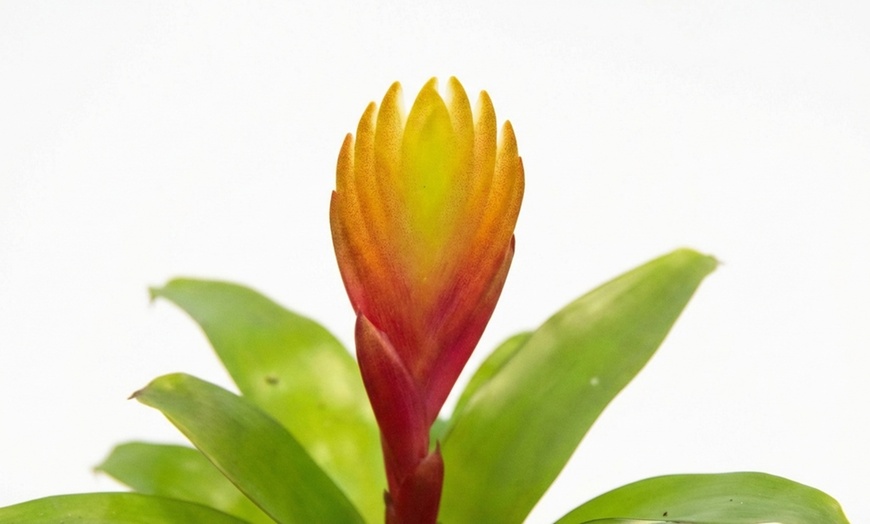 Image 4: Plante d’intérieur exotique Vriesea 'Dorado' en pot plastique