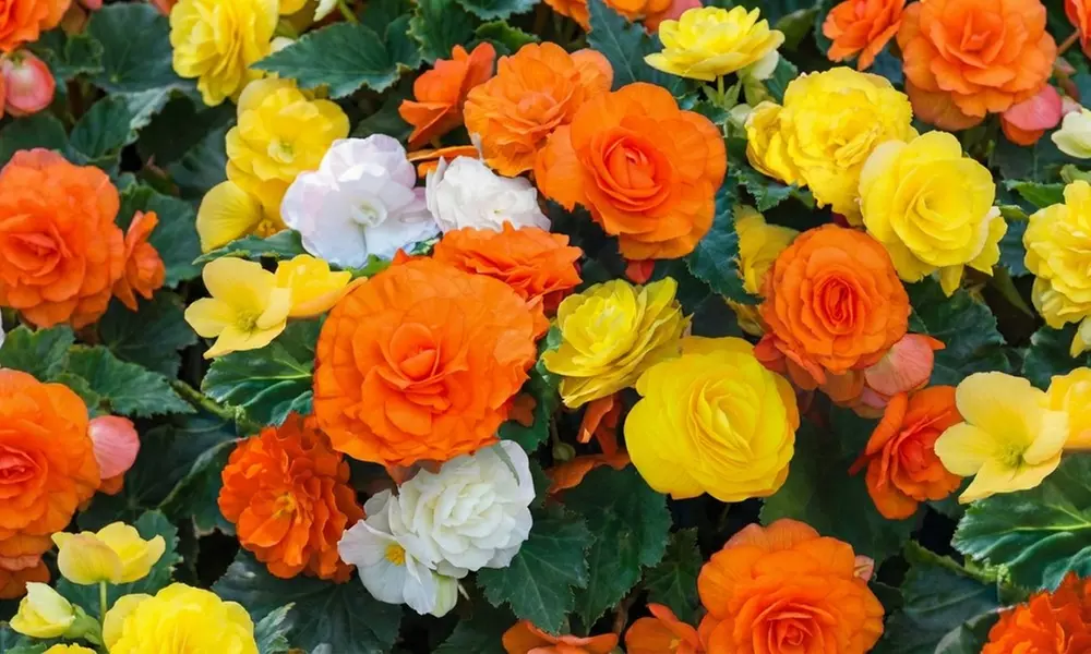 Begonia Nonstop Citrus Mix - 24, 42 or 60 Plants - Primary Image
