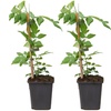 Image 5: One, Two or Three Scented Jasmine ‘Officinale’ Potted Plants