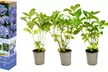 Lot de 3 ou 6 plants de Hydrangea Macrophylla, coloris au choix - Second Medium