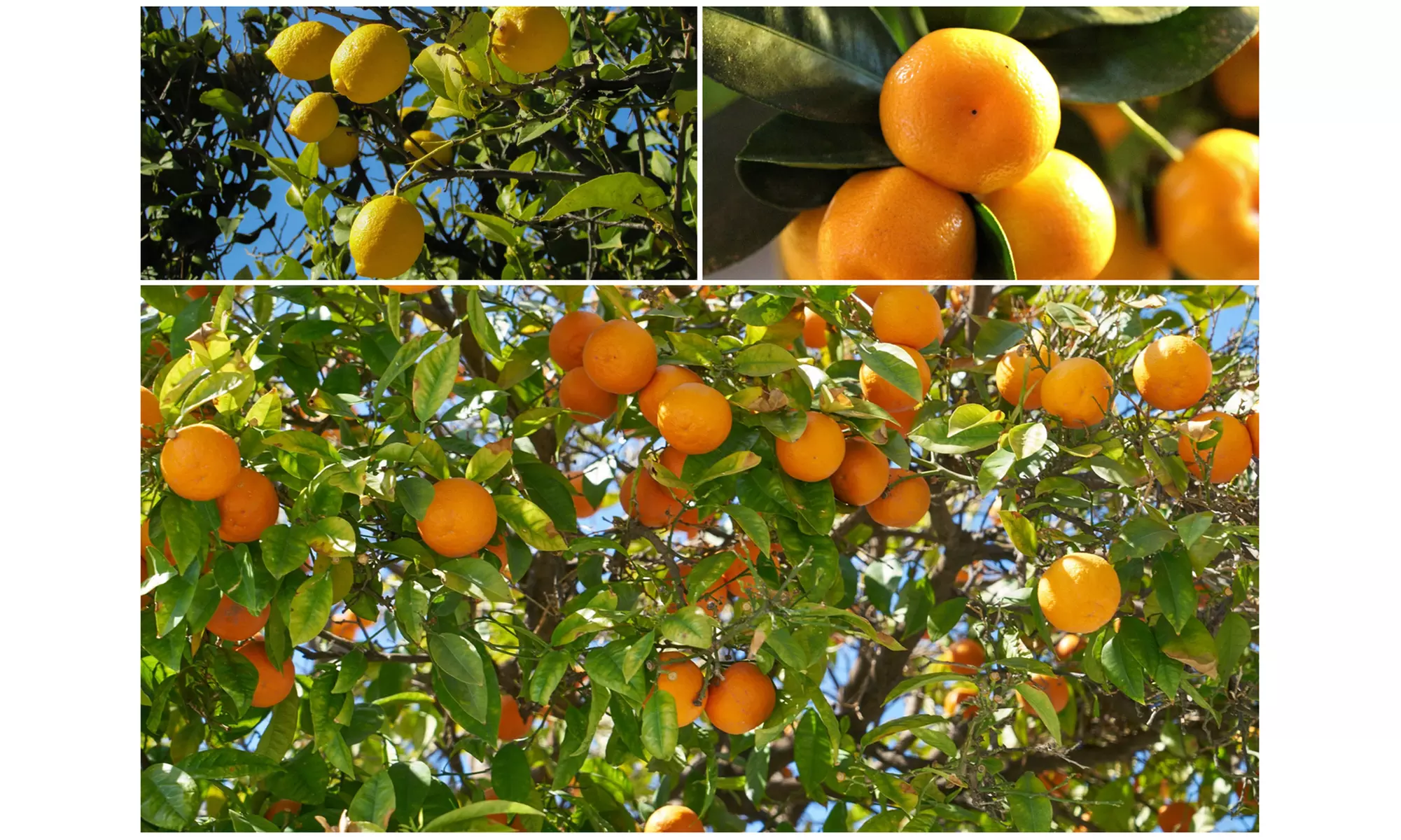 Set van 4 Citrus planten