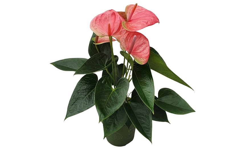 Image 16: Rootz — Plante d'intérieur tropicale Anthurium