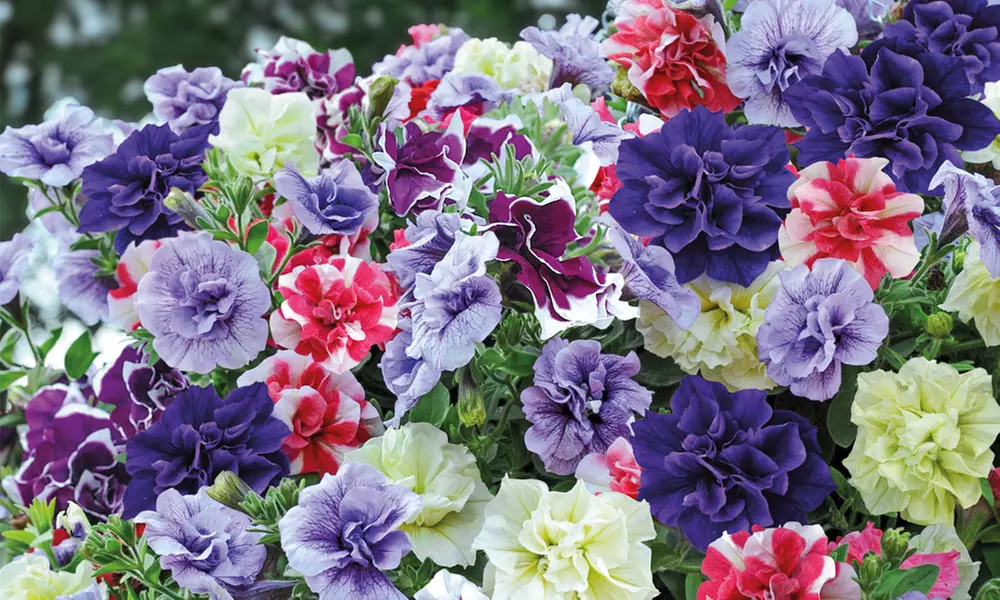 Scented Petunia Frills and Spills, 5, 10 or 20 Plants - Primary Image