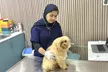 Pawbulance Veterinary Clinic: Basic or Full Grooming for Small, Medium, Large or X Large Dog/Cat (Up To 71% Off) - Image 4