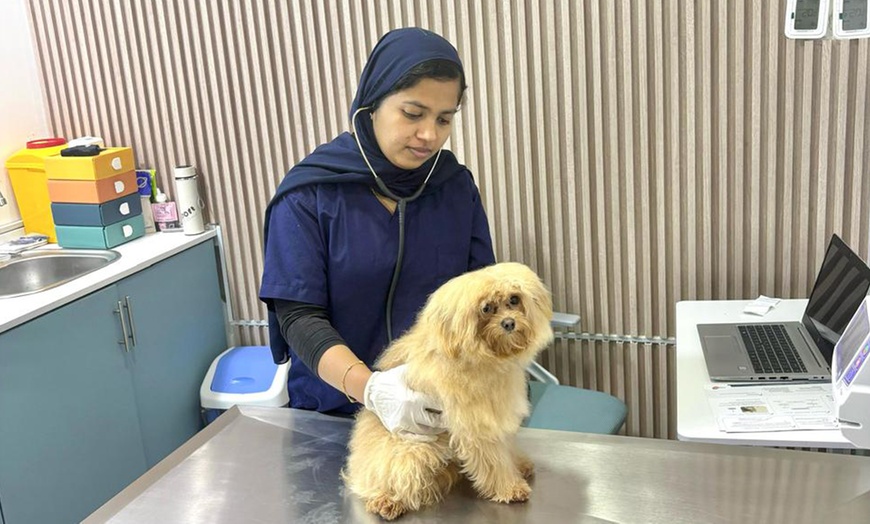 Image 4: Basic or Full Grooming for Small, Medium, Large or XL Size Dogs/Cats