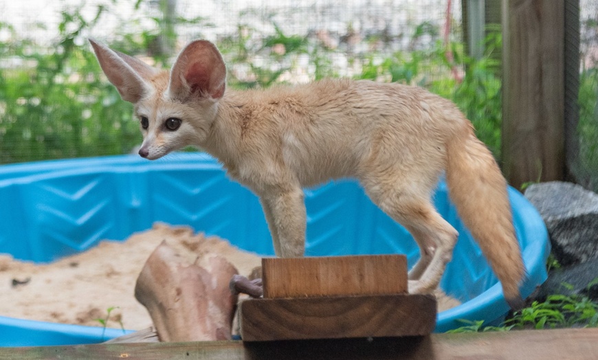 Image 4: Up to 42% Off Wildlife Adventure Tours at Animal Park