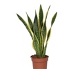 Image 4: Plante Sansevieria
