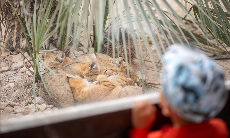 Image 3: Safari animalier près de Paris avec accès Terre de Singes