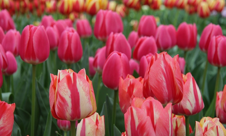 Image 14: Boekelo in Holland: 1-3 Nächte mit Frühstück und Wellness