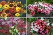 Summer Bedding Plant Collection - 24 or 48 Plants - Image 2