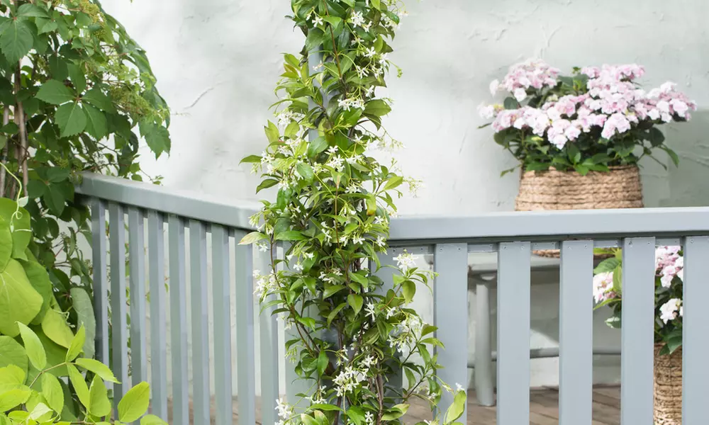 Set de 3 o 6 plantas de jazmín toscano, listas para plantar