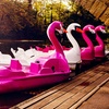 Image 3: Pedalo Hire for Up to Five People Weekdays - Valid Till Oct 3