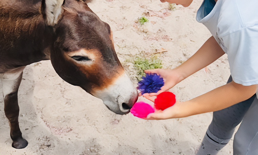 Image 1: One Animal or Two Equine Assisted Learning or Adapted Riding Sessions