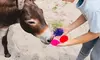 One Animal or Two Equine Assisted Learning or Adapted Riding Sessions (Up to  41% Off)