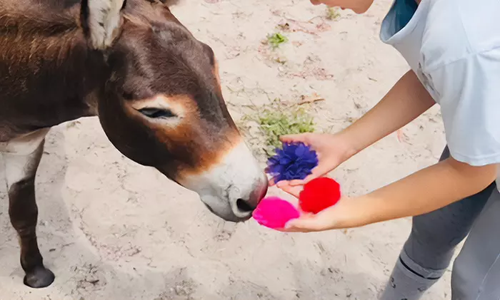 One Animal or Two Equine Assisted Learning or Adapted Riding Sessions (Up to  34% Off)