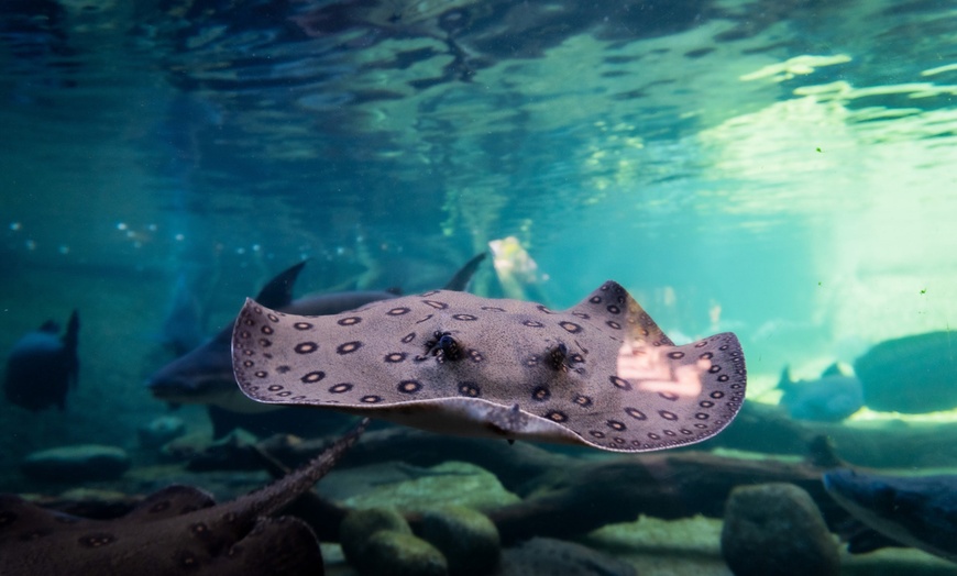 Image 12: Entrada nocturna a Bioparc Fuengirola con cena para niño o adulto