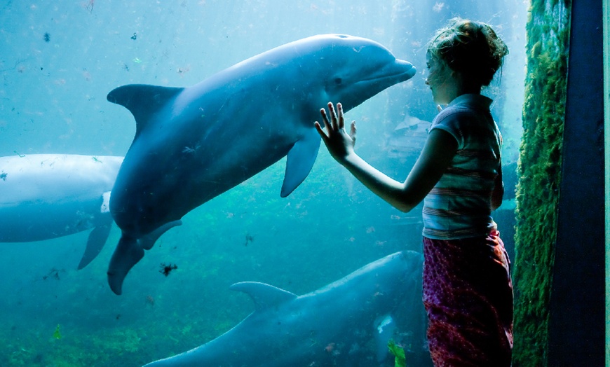 Image 1: Ontdek de dieren van de zee en neem zelf een duik in het Dolfinarium