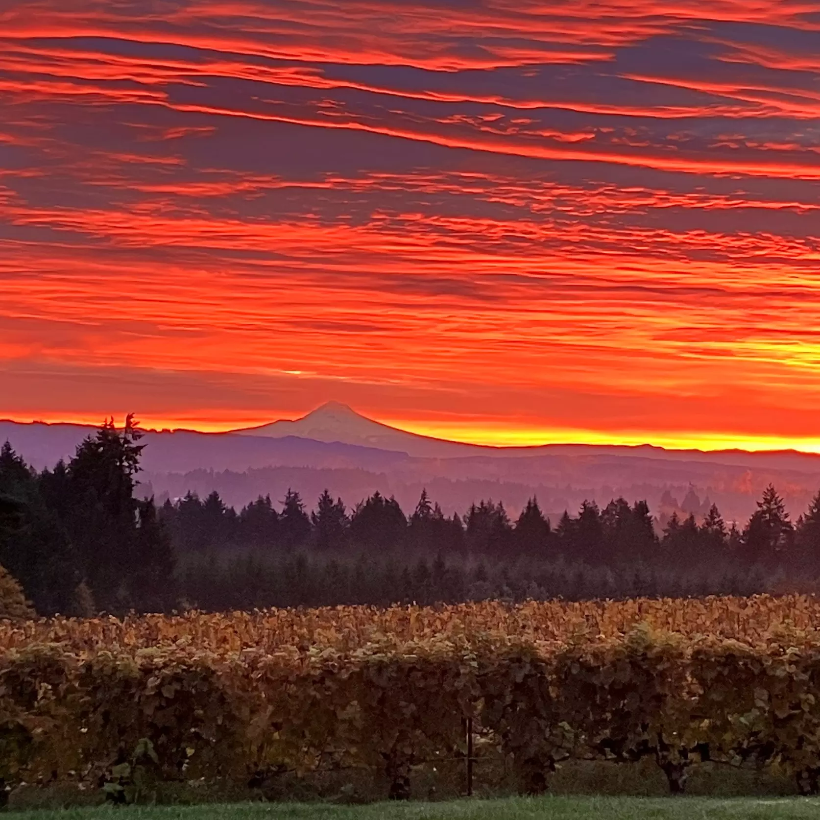 Sip & Savor: Wine Flight Perfect for Two or Four People 