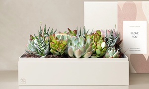 Vibrant Plant Gift Deals from FTD.com with Same-Day Delivery Up to 50% Off