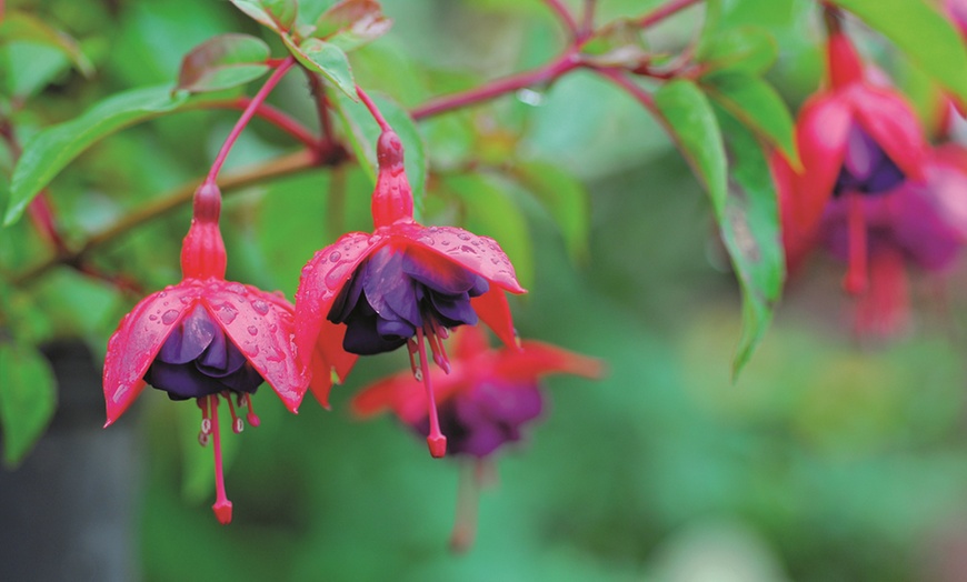 Image 15: 3, 9 or 18 Fuchsia Hardy Collection Postiplugs 