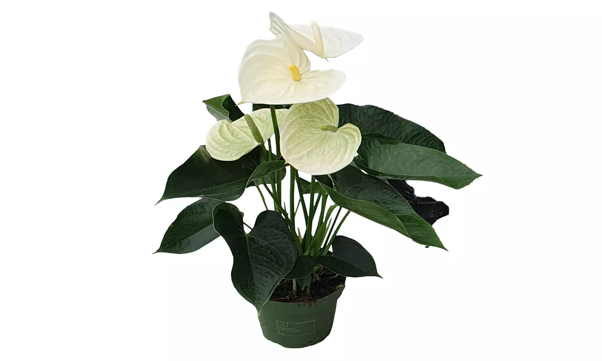 Planta de anturio en maceta de 12, 14 o 17 cm de Rootz