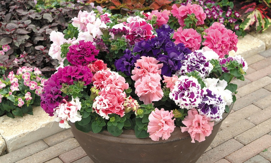 Image 20: Pack of 15 Garden Ready Mixed Variety Petunia Plants