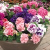 Image 20: Pack of 15 Garden Ready Mixed Variety Petunia Plants