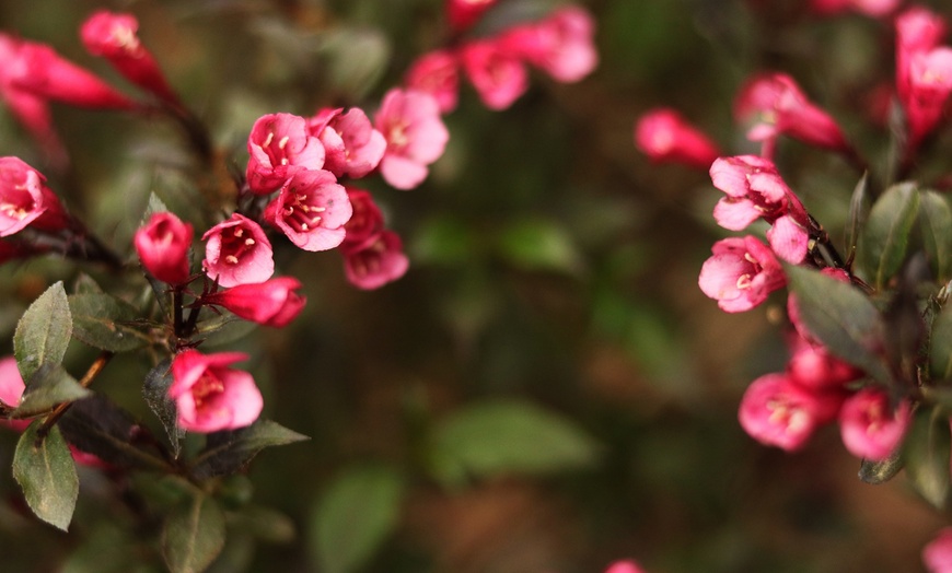 Image 3: Two or Four Rootz  Weigela Red Prince P17 Set 