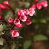 Image 3: Two or Four Rootz  Weigela Red Prince P17 Set 