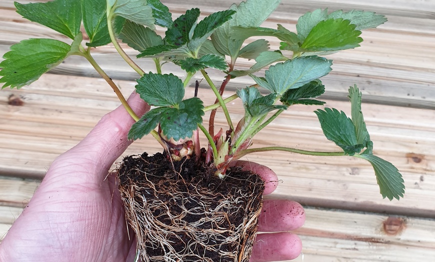 Image 3: 6 or 12 Strawberry Plants